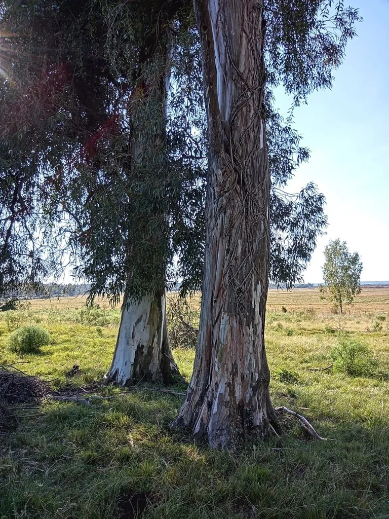 Área rural em Zona Rural, Cacequi