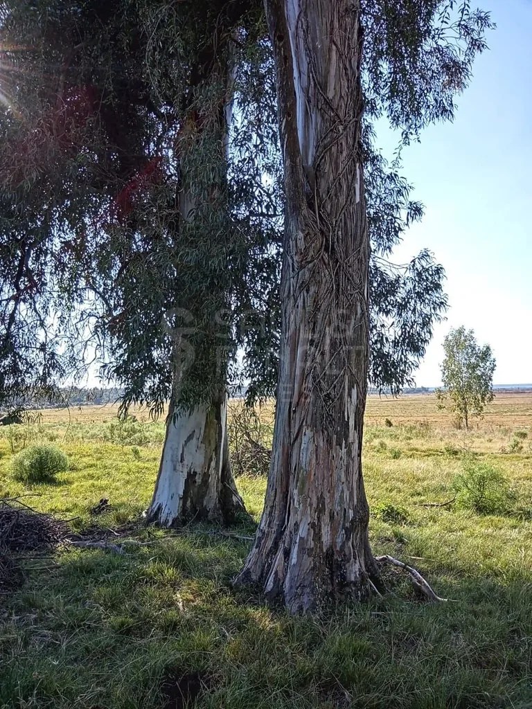 Campo em Zona Rural, Cacequi