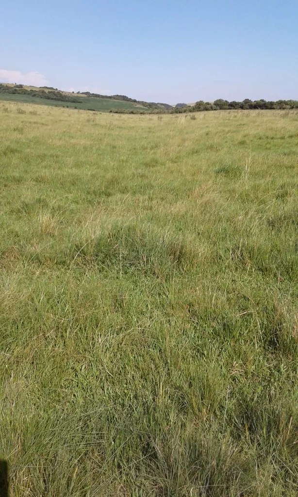 Sítio em Zona Rural, Maçambará, foto 3