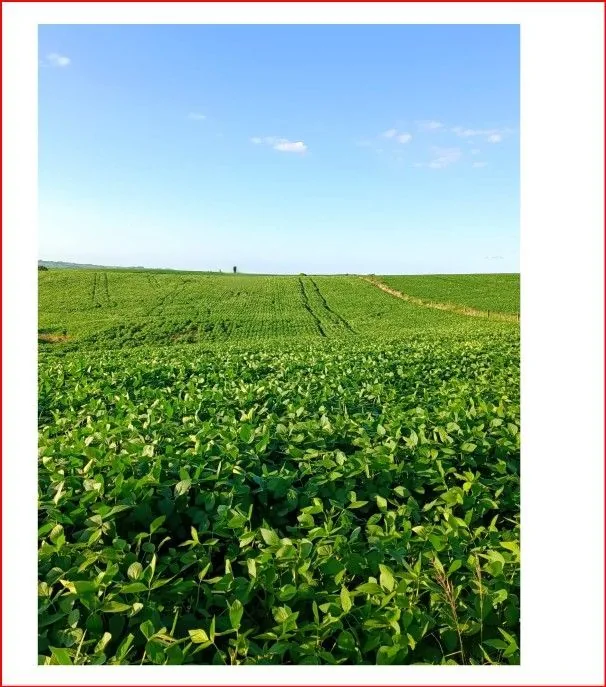 Área rural em Interior, Júlio de Castilhos, foto 3